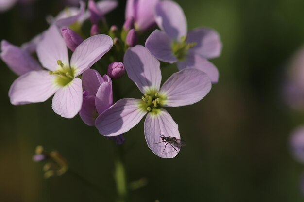 Close-up of insect on purple flower