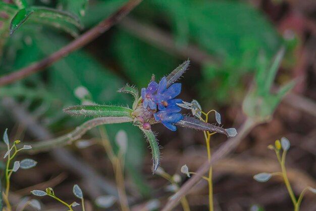 Foto prossimo piano di un insetto sul fiore viola