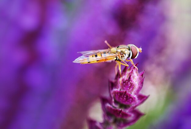 Close-up of insect on purple flower