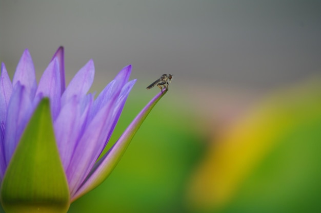 Close-up of insect on purple flower