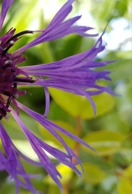 Close-up of insect on purple flower