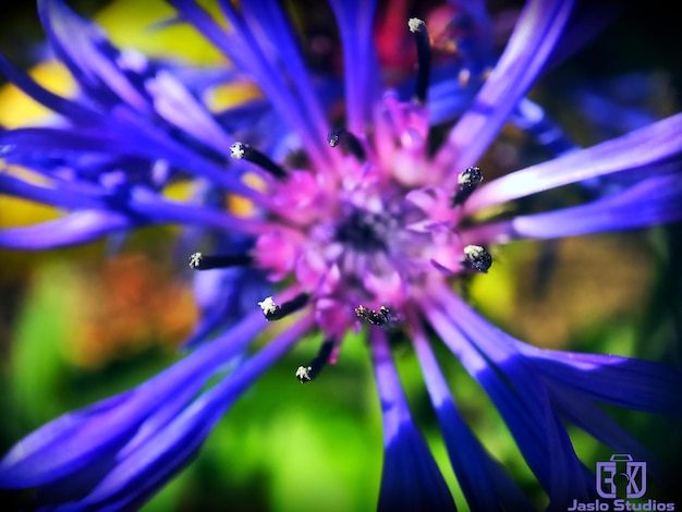 Close-up of insect on purple flower