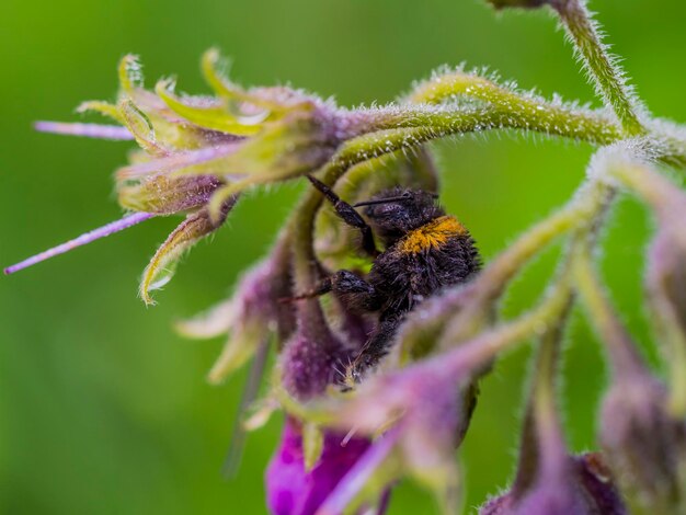 Close-up of insect on purple flower