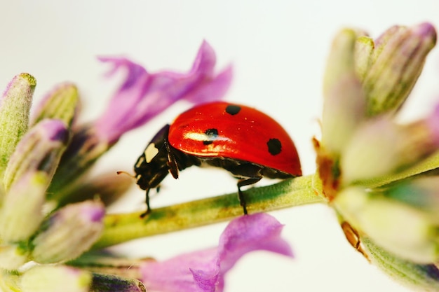 Foto prossimo piano di un insetto sul fiore viola