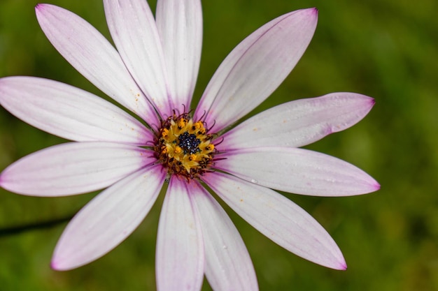 Close-up of insect on purple flower