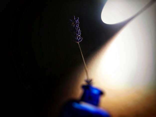 Photo close-up of insect on purple flower