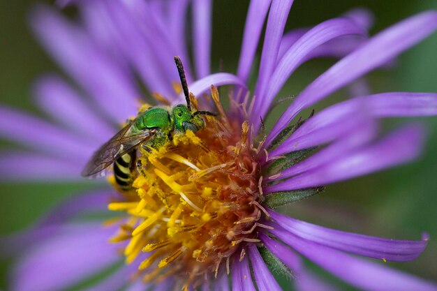 Close-up of insect on purple flower