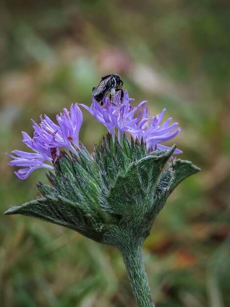 Foto prossimo piano di un insetto sul fiore viola