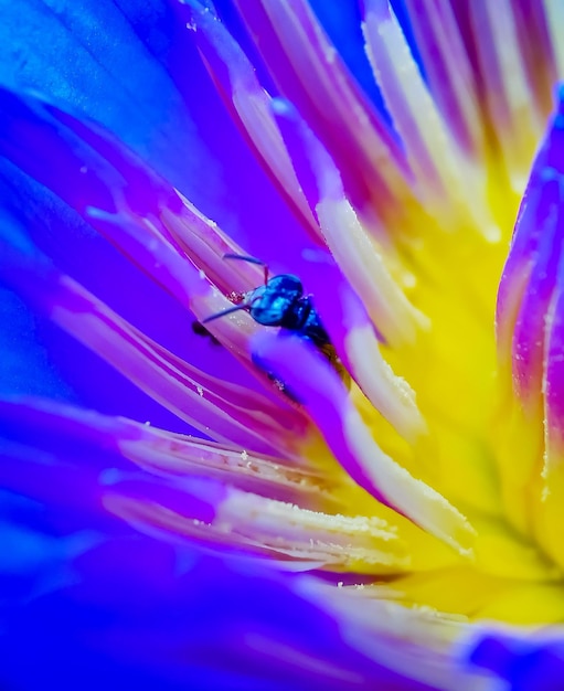 Foto prossimo piano di un insetto sul fiore viola