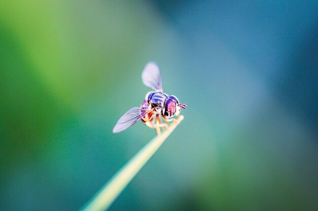 Foto prossimo piano di un insetto sul fiore viola