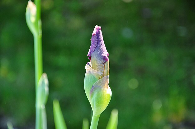 Photo close-up of insect on purple flower