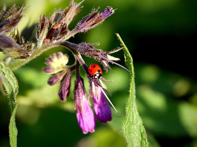 Foto prossimo piano di un insetto sul fiore viola