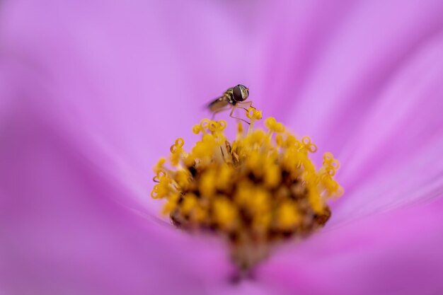 Close-up of insect on purple flower