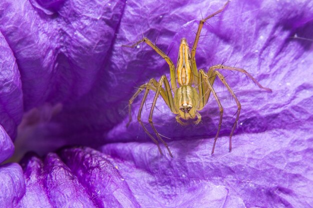 Close-up of insect on purple flower