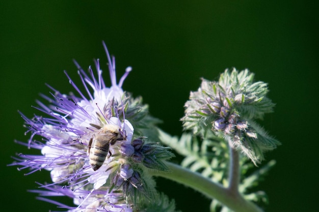 Foto prossimo piano di un insetto sul fiore viola