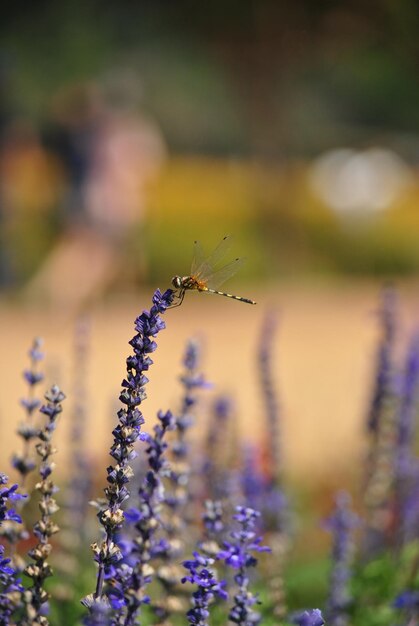 Foto prossimo piano di un insetto su un fiore viola