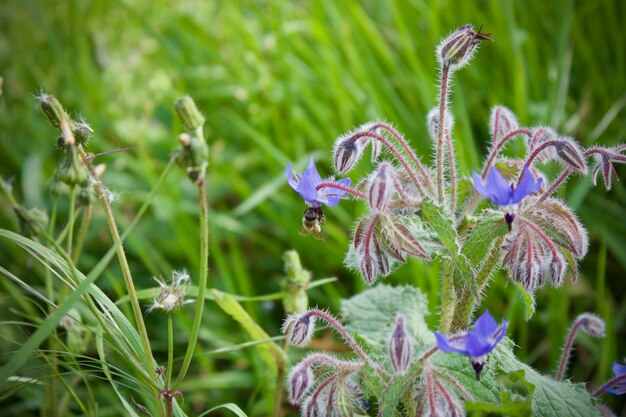 紫色の花の植物の昆虫のクローズアップ