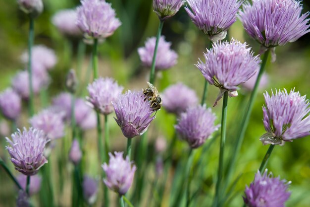 Foto prossimo piano di un insetto su una pianta a fiori viola