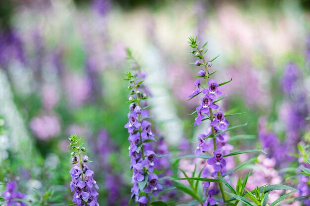 Close-up of insect on purple flowering plant