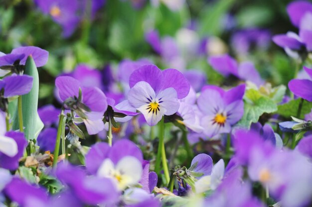 Close-up of insect on purple flowering plant