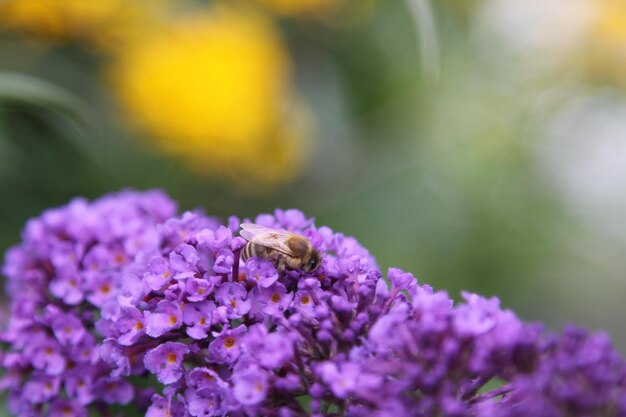 Close-up of insect on purple flowering plant