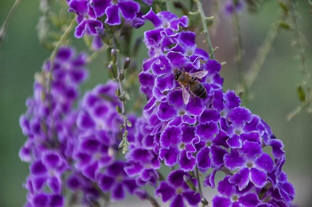 Close-up of insect on purple flowering plant