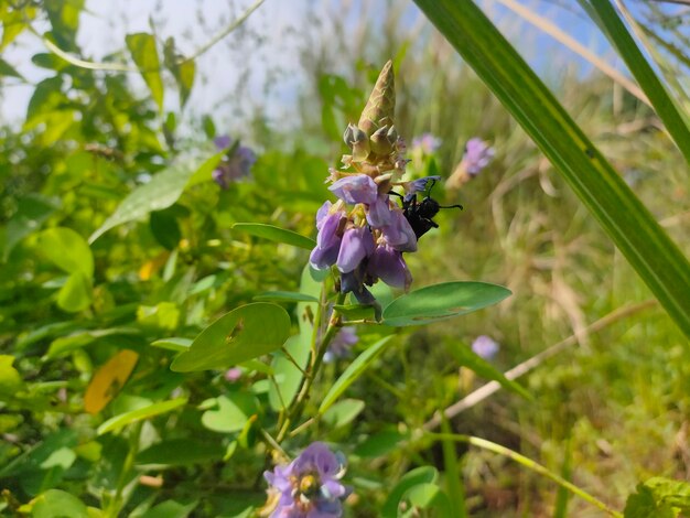 Close-up of insect on purple flowering plant