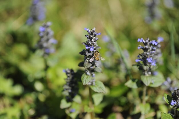 Close-up of insect on purple flowering plant