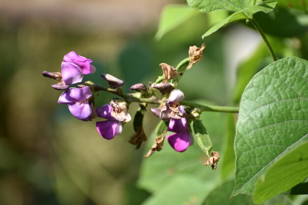 보라색 꽃 이 있는 식물 에 있는 곤충 의 근접 사진
