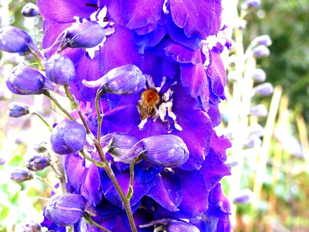 Close-up of insect on purple flowers