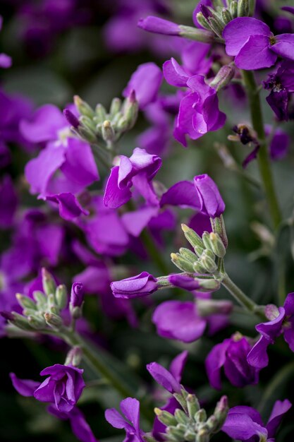 Close-up of insect on purple flowers