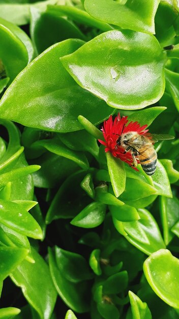 Close-up of insect on red flower