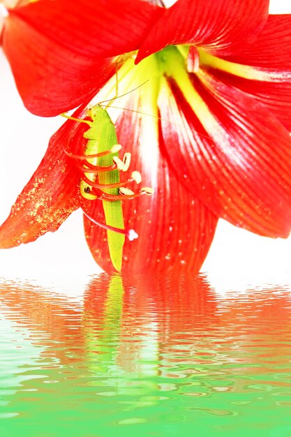 Close-up of insect on red flower