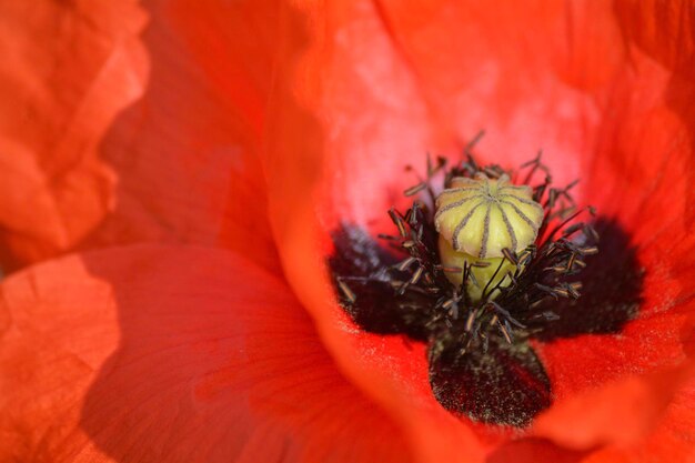 Close-up of insect on red flower