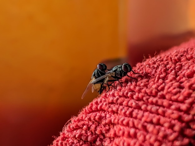 Close-up of insect on red flower