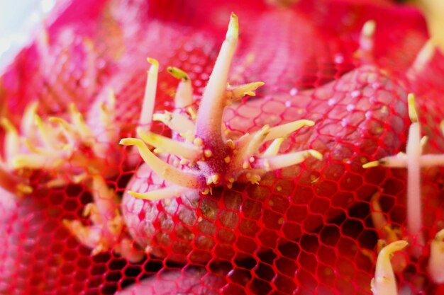 Close-up of insect on red flower