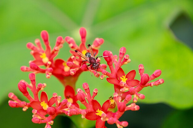 Close-up of insect on red flower