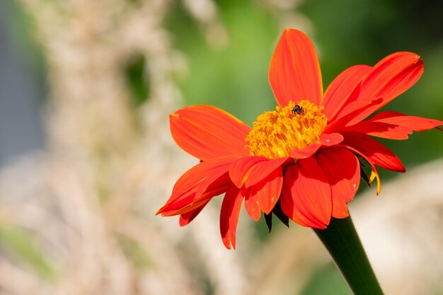 Foto prossimo piano di un insetto su un fiore rosso