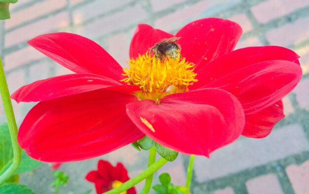 Close-up of insect on red flower