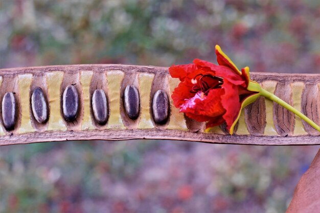 Photo close-up of insect on red flower