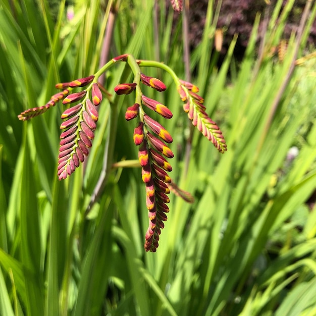 Foto prossimo piano di un insetto su un fiore rosso