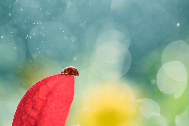 Photo close-up of insect on red flower