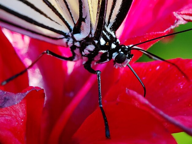 Foto prossimo piano di un insetto su un fiore rosso