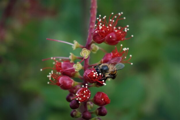 Close-up of insect on red flower