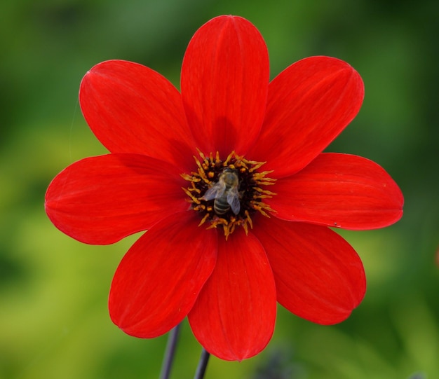 Foto prossimo piano di un insetto su un fiore rosso