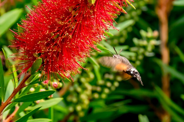 Close-up of insect on red flower