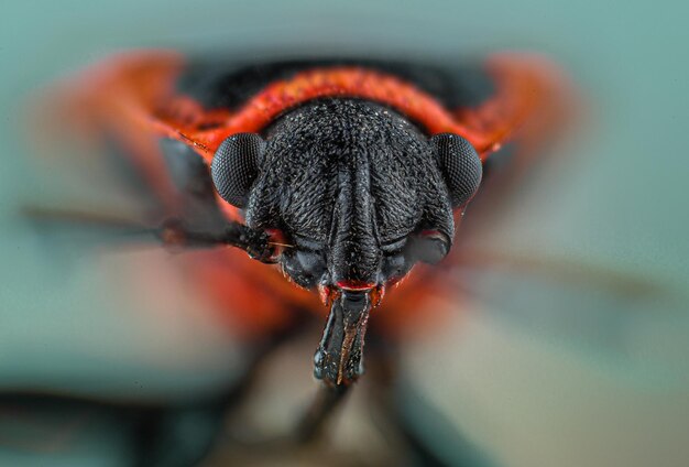 Photo close-up of insect on red flower