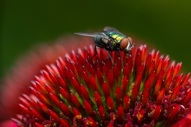 Close-up of insect on red flower