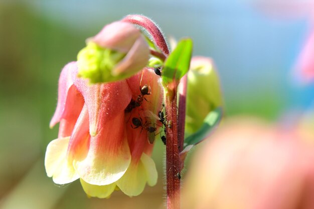 Photo close-up of insect on red flower