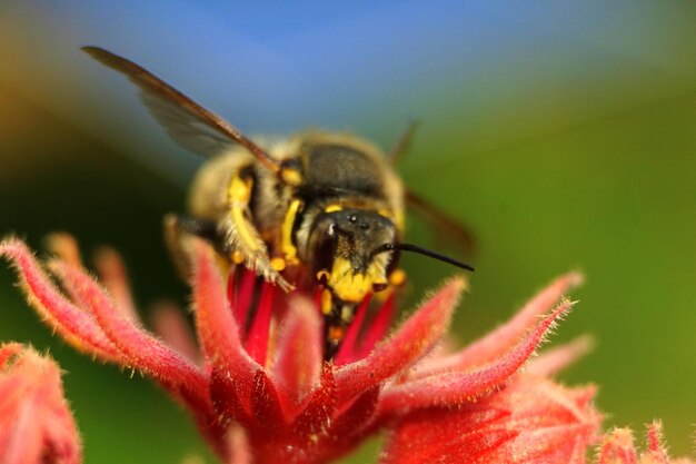 Close-up of insect on red flower